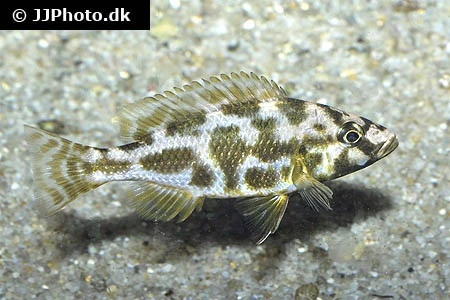 Kalingono Cichlide (Nimbochromis livingstonii)
